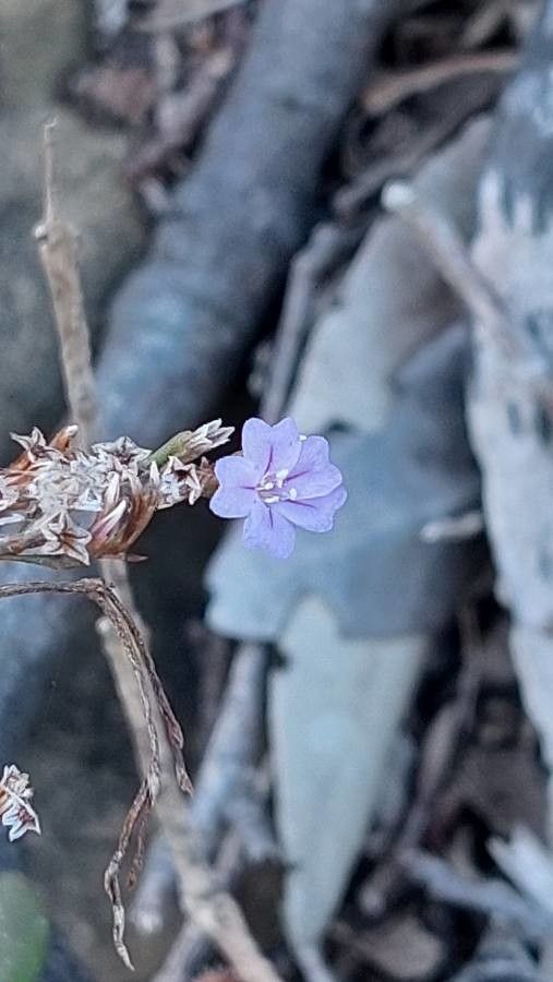 Limonium multiforme flower
