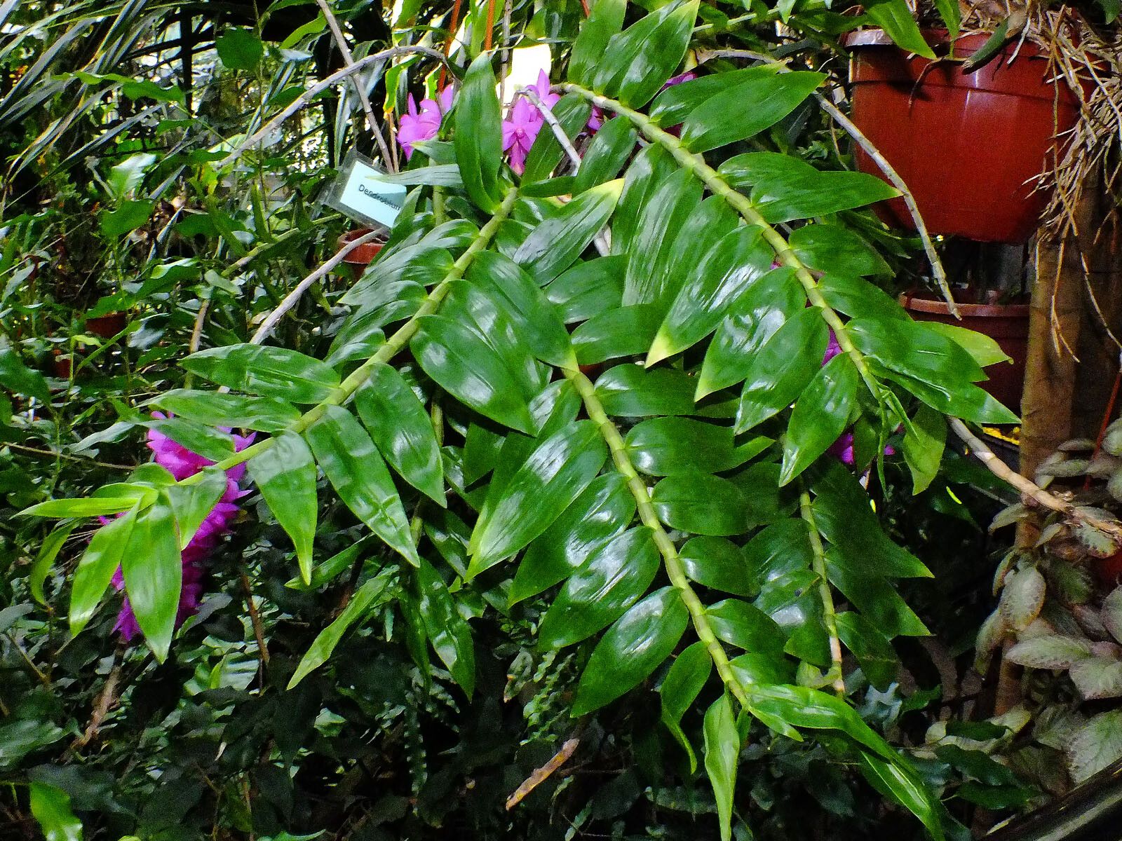 Dendrobium bigibbum — search result for 'Orchidaceae'