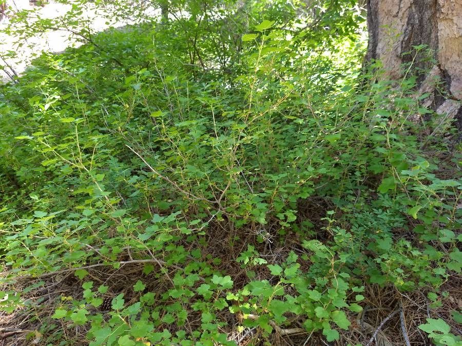 Ribes californicum habit