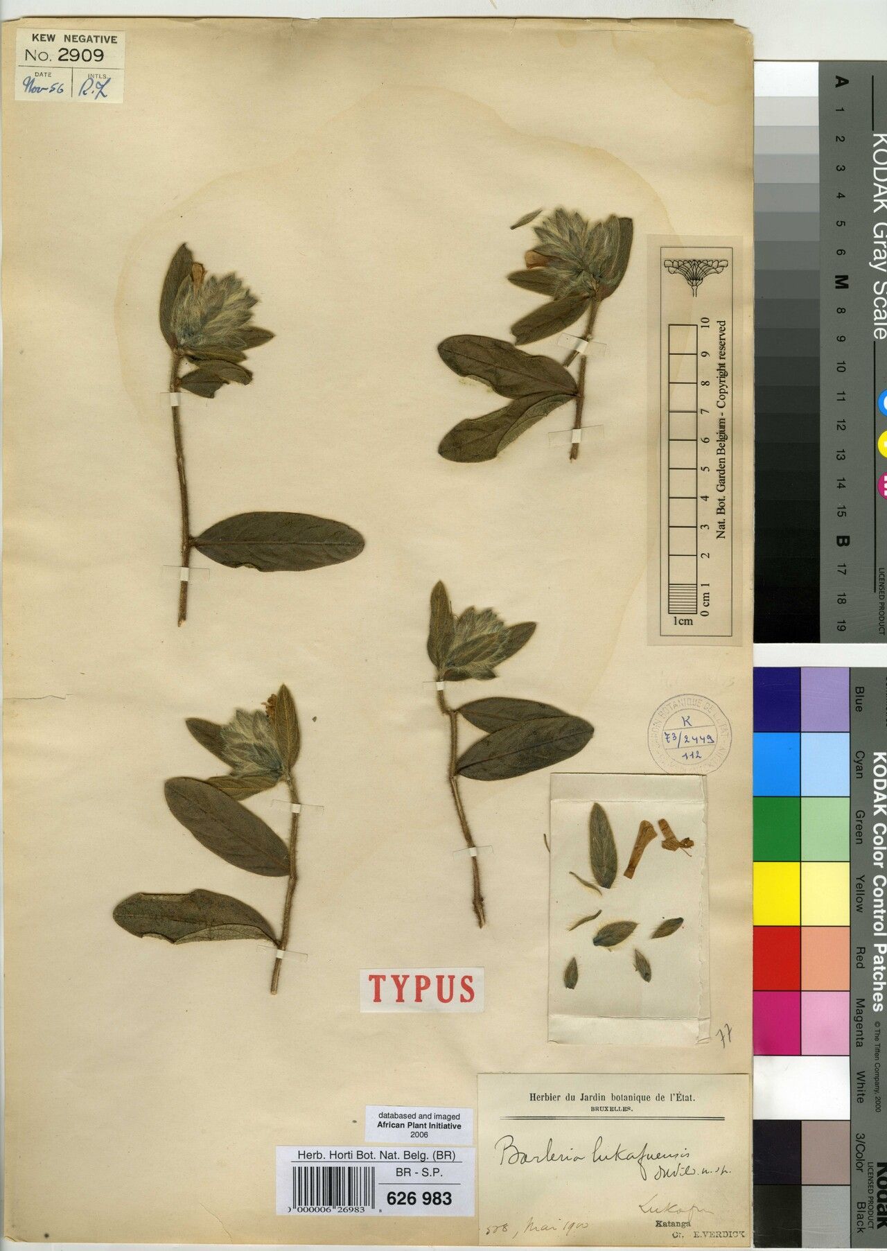 Barleria lukafuensis — houseplant care guide