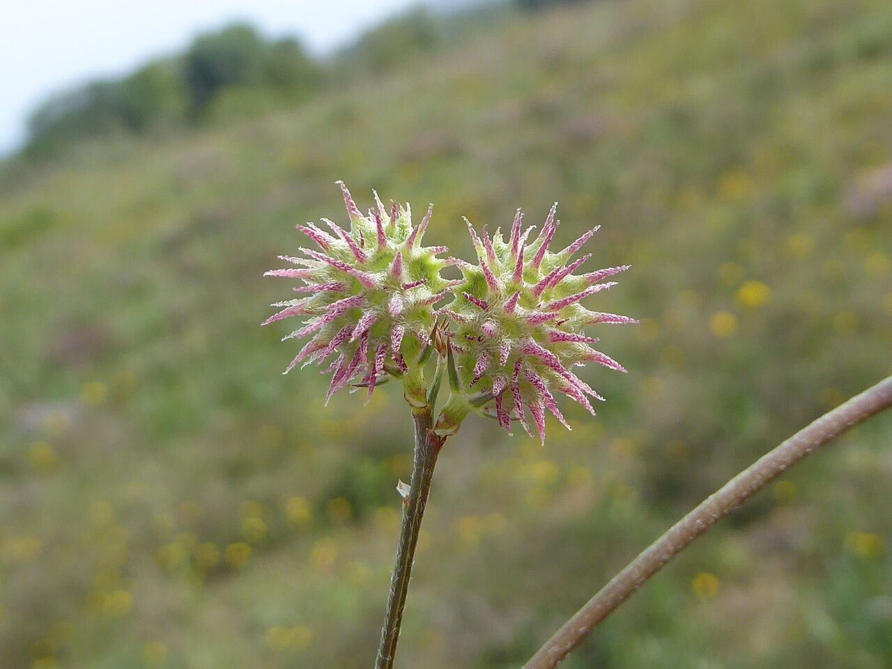 Onobrychis caput-galli fruit