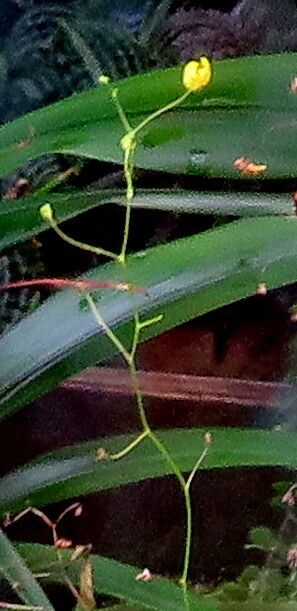Utricularia flaccida habit