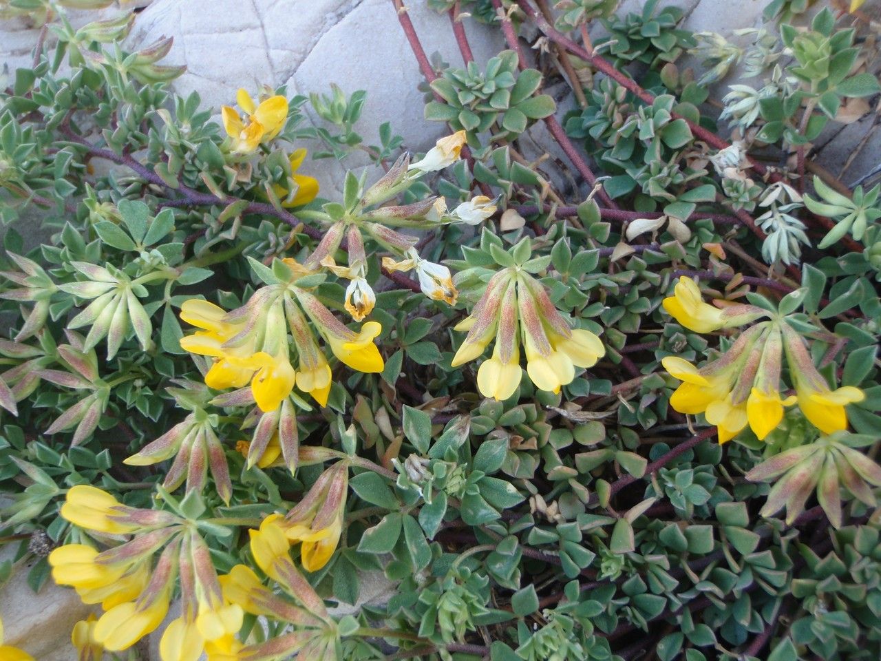 Lotus drepanocarpus habit