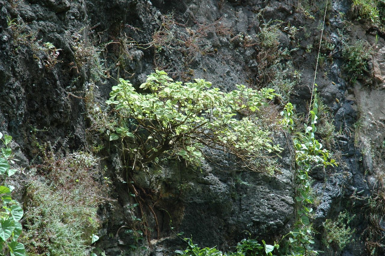 Pipturus albidus habit