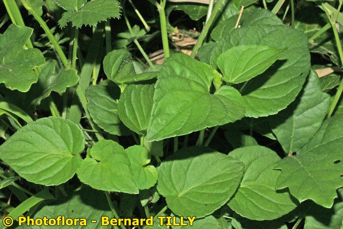 Viola pseudomirabilis leaf