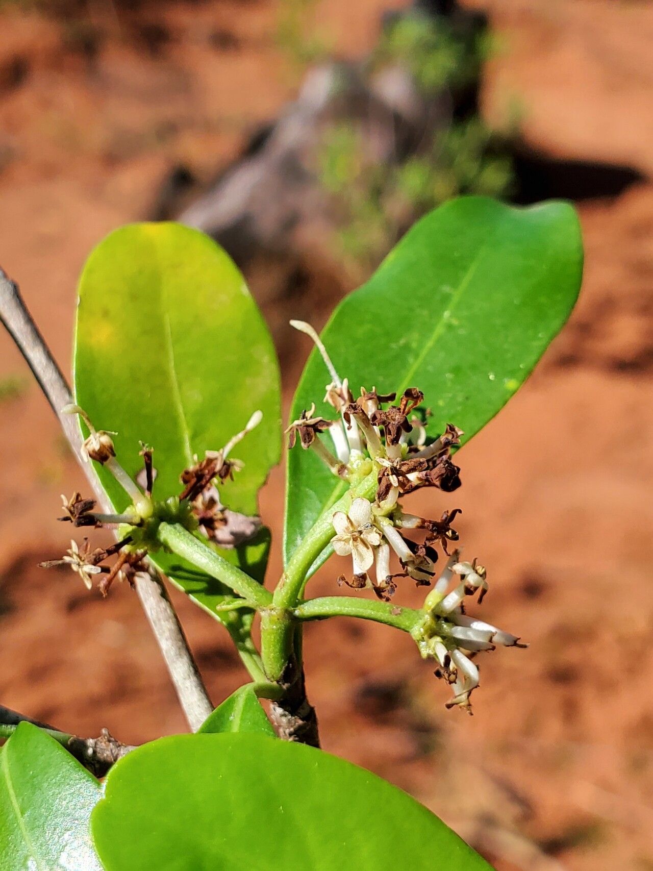 Coptosperma mitochondrioides flower
