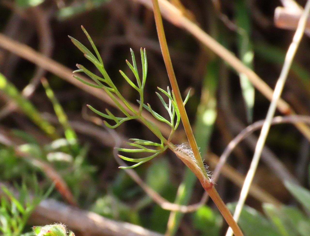 Scandix australis — related species from the same genus
