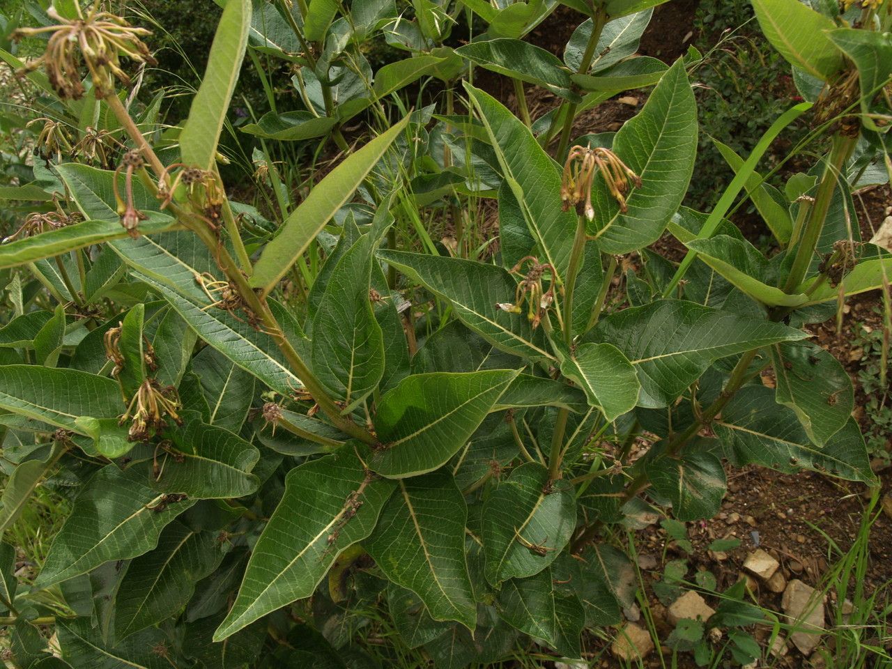 Asclepias lanuginosa habit