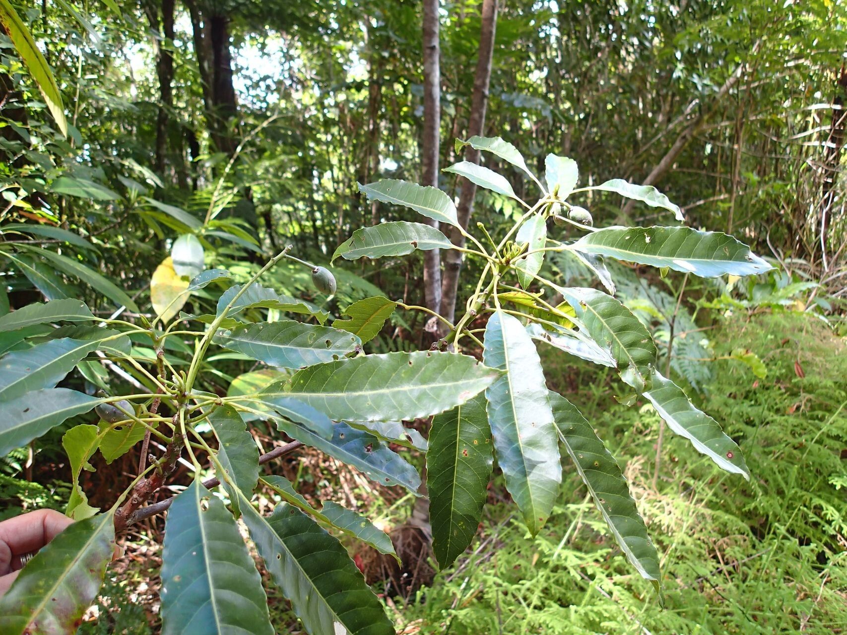 Elaeocarpus castaneifolius — houseplant care guide