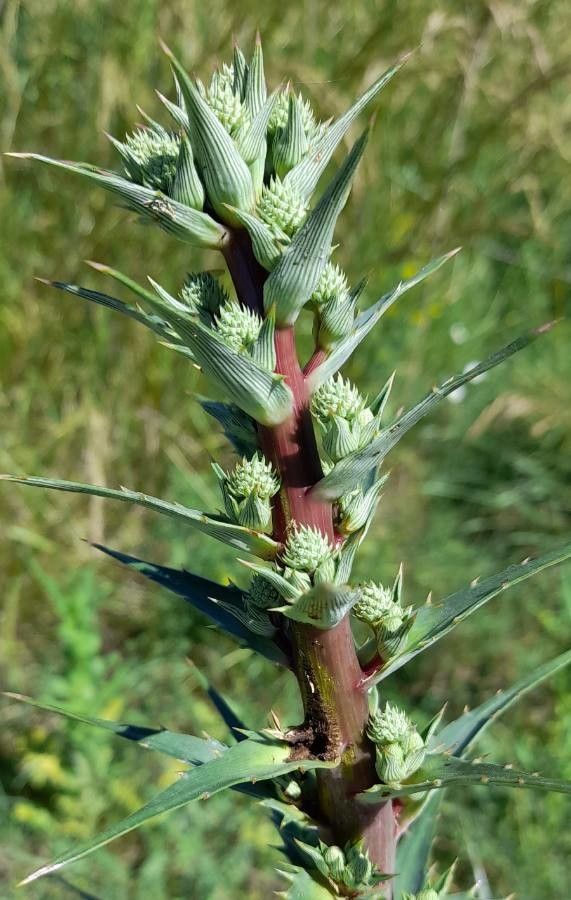 Eryngium paniculatum flower