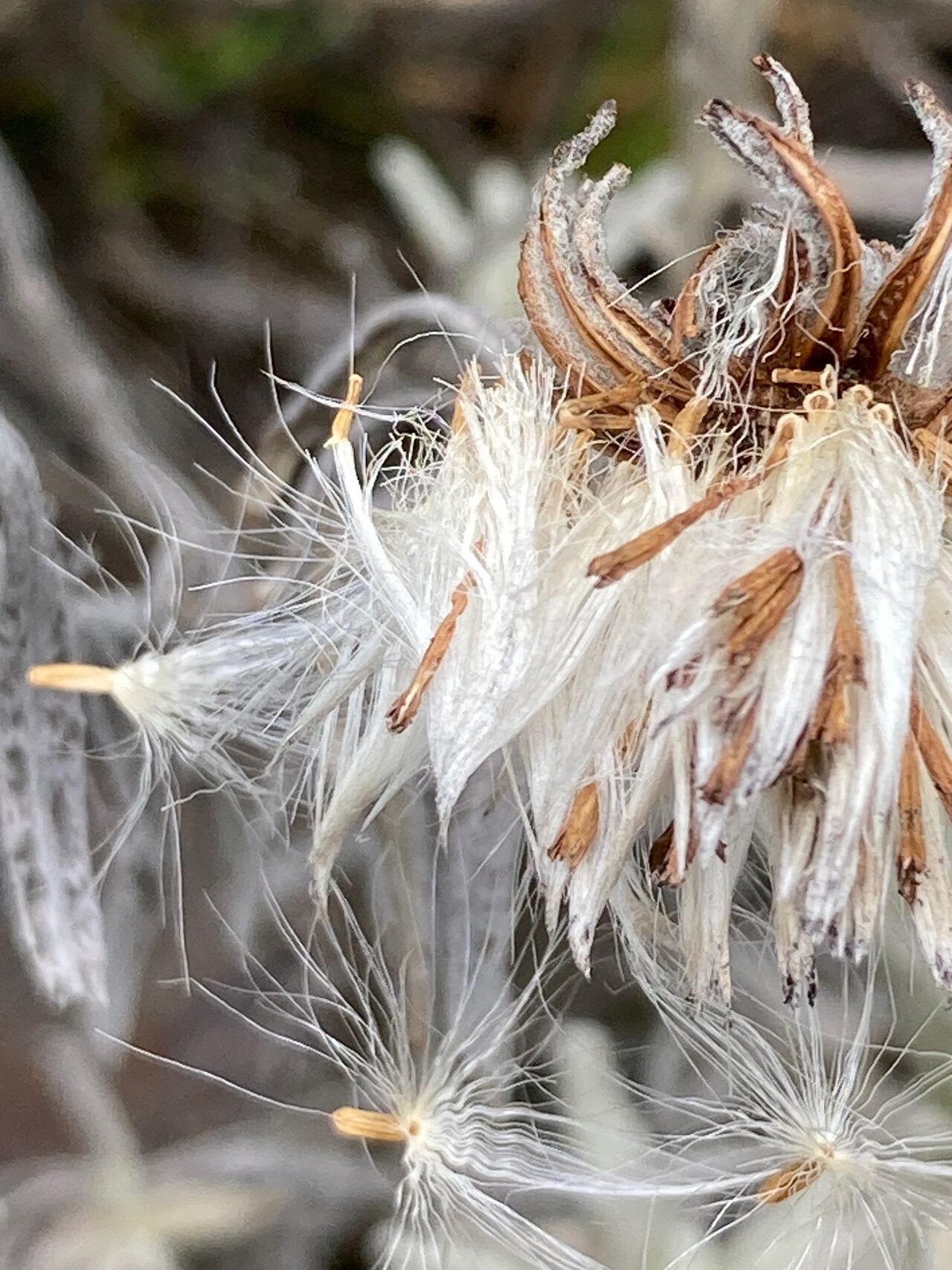 Senecio sublutescens fruit