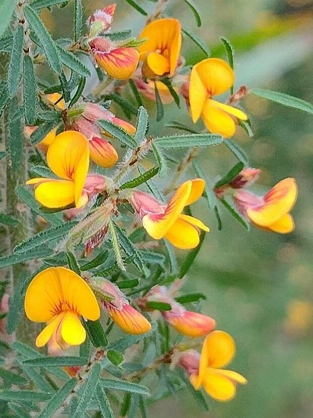 Pultenaea hispidula flower