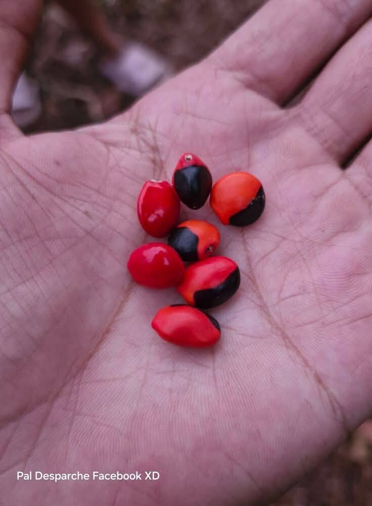 Ormosia macrocalyx fruit