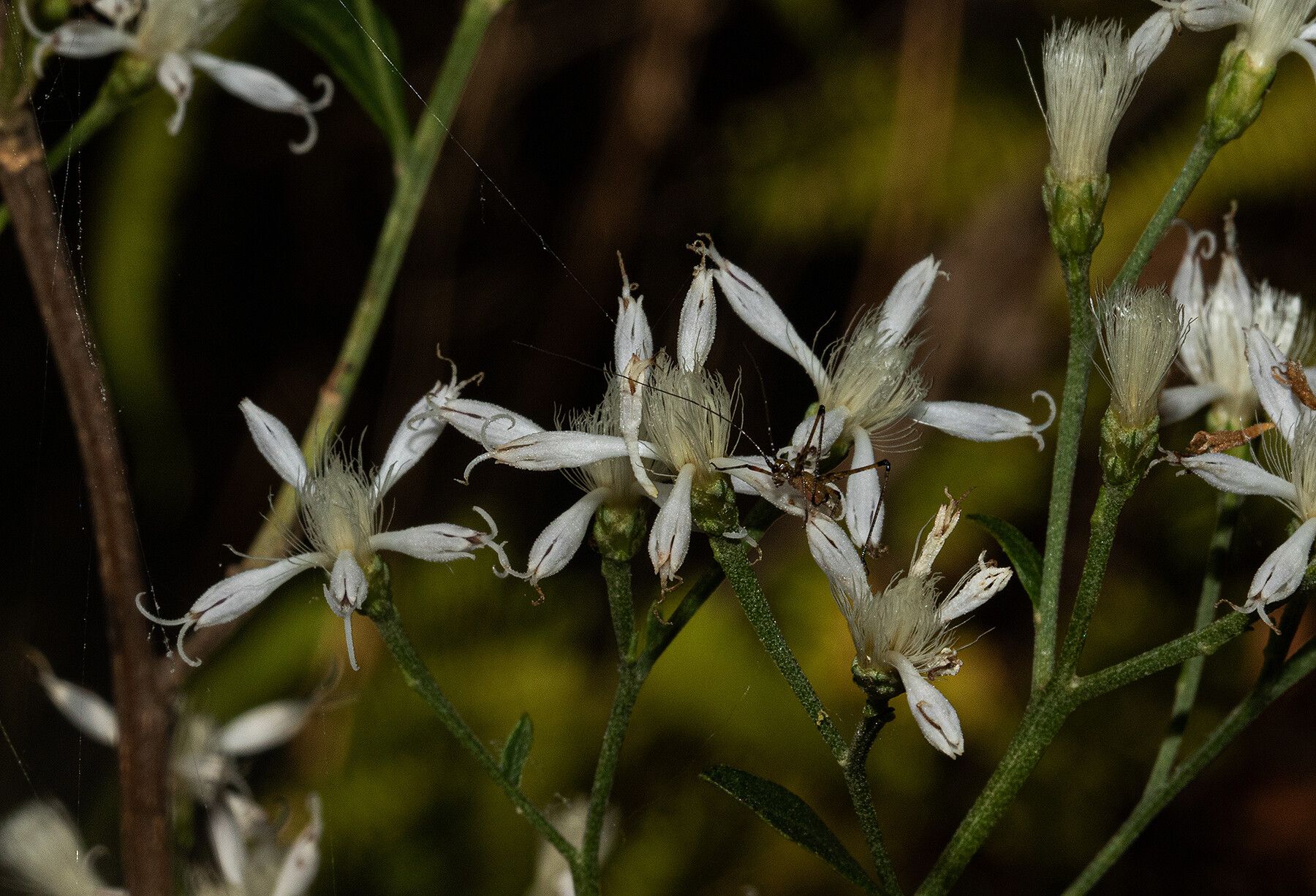 Gymnanthemum glaberrimum — houseplant care guide