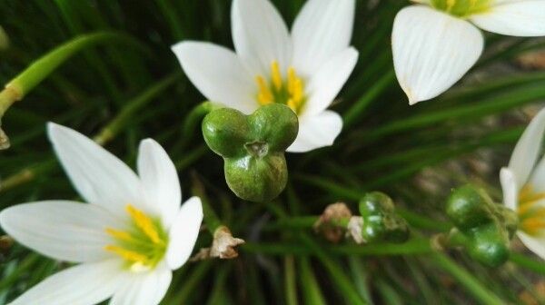 Zephyranthes Candida fruit