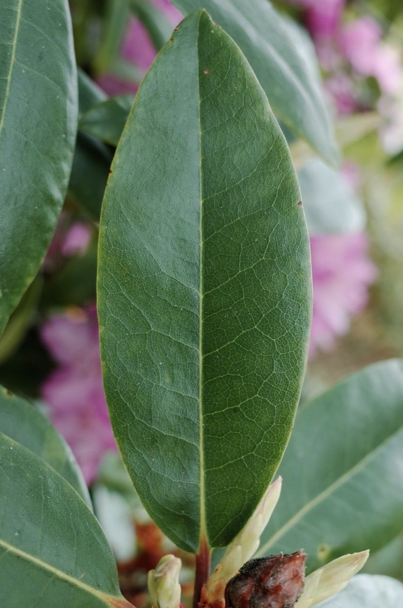 Rhododendron × planetum leaf