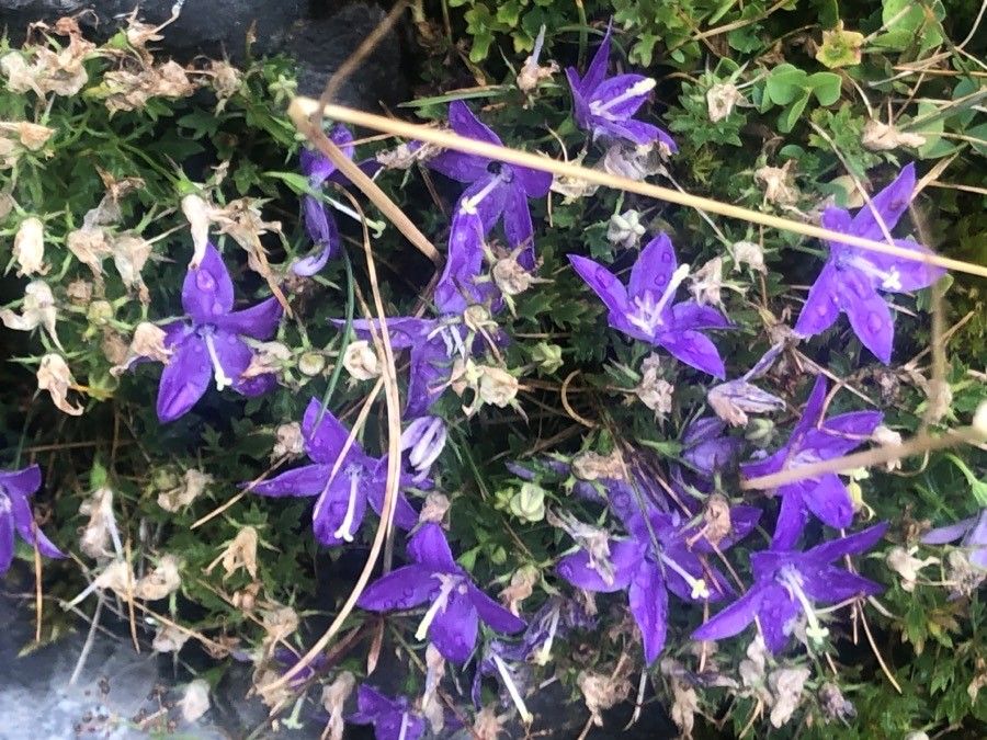 Campanula arvatica flower