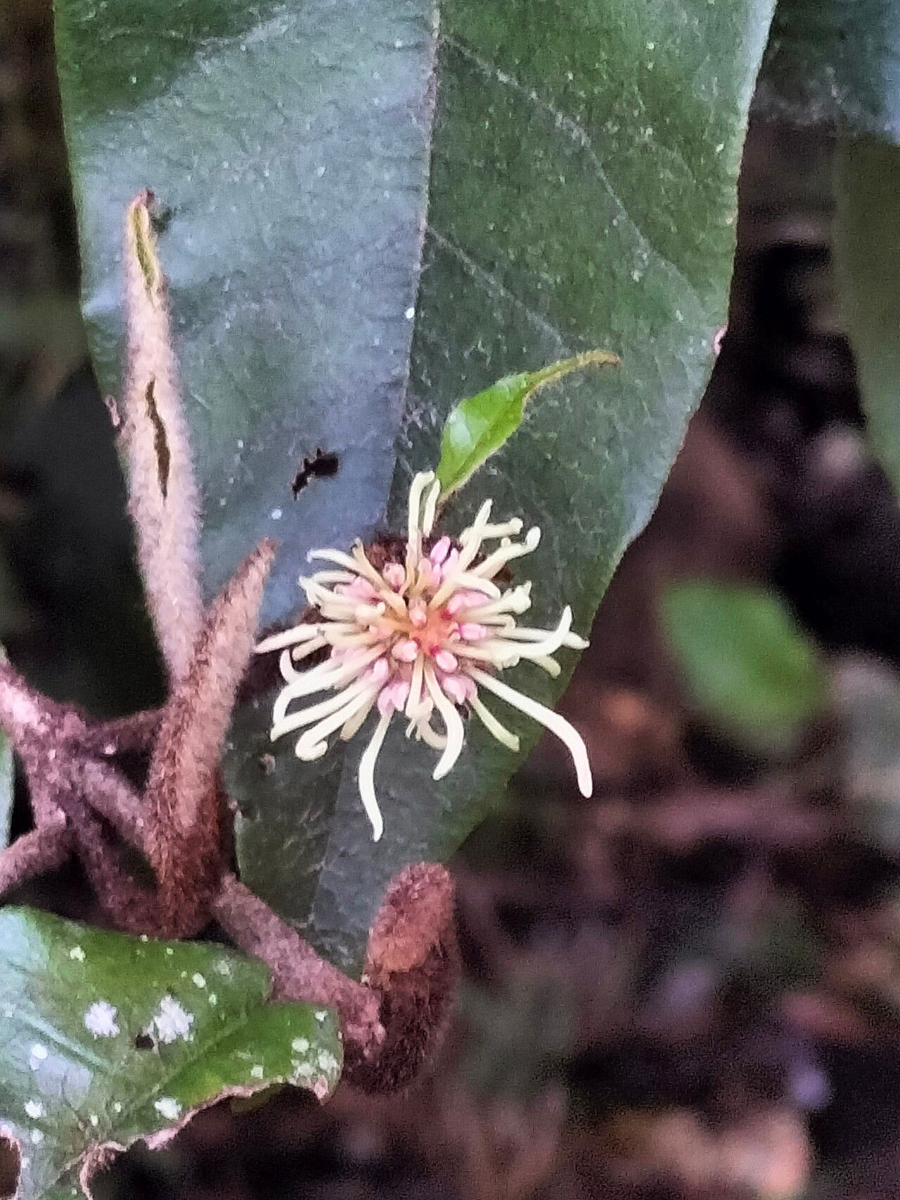 Trichocladus crinitus flower