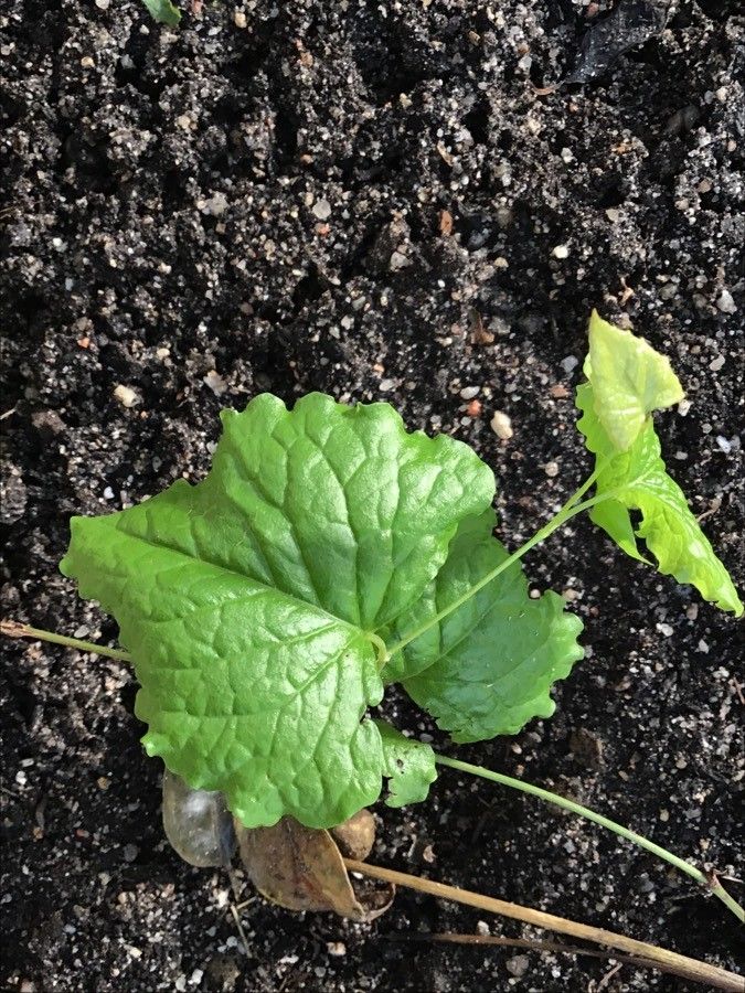 Antigonon leptopus leaf