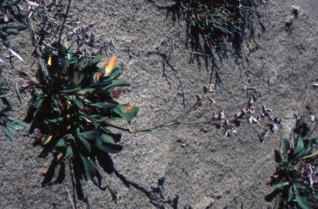Limonium legrandii leaf