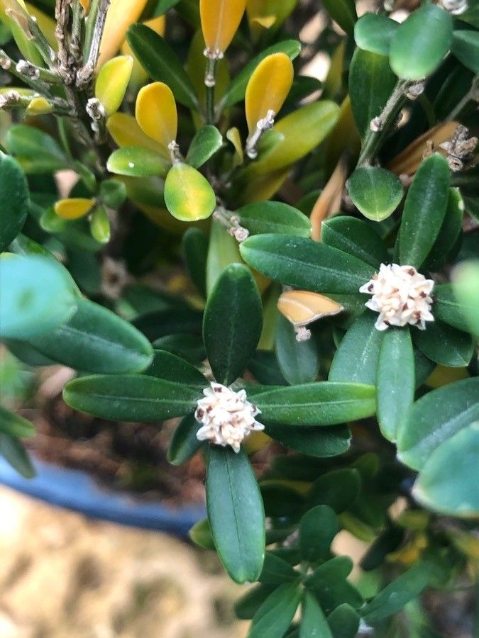 Buxus harlandii flower