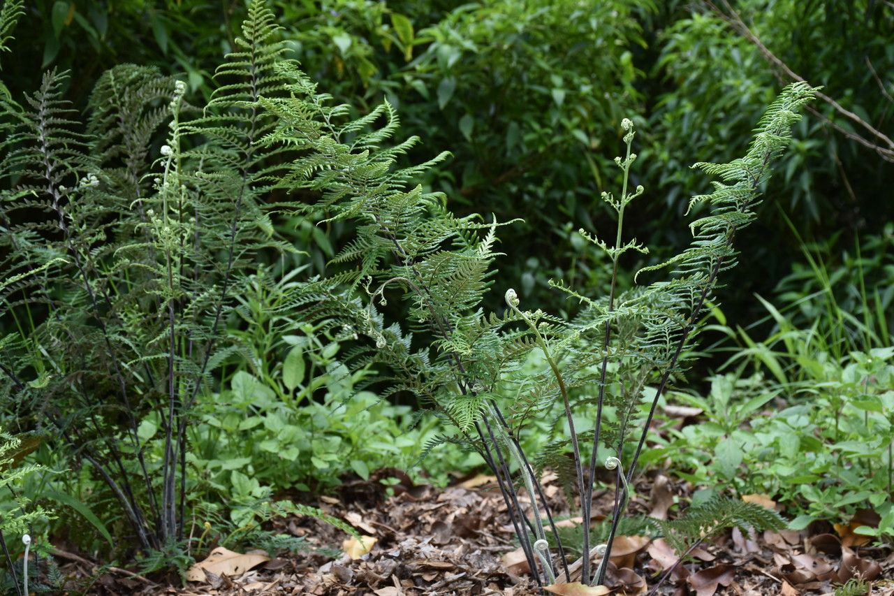 Pityrogramma argentea habit