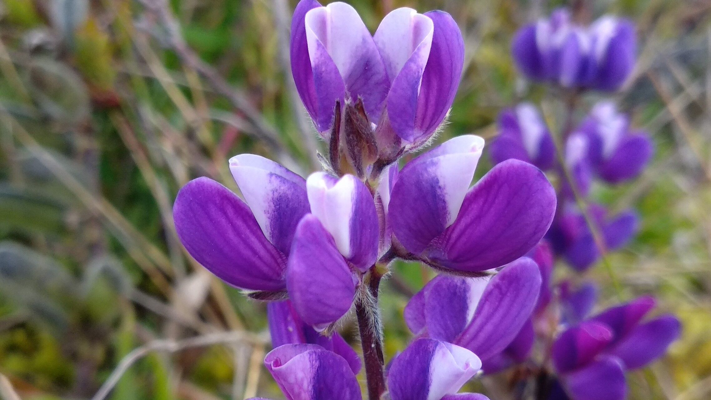 Lupinus bogotensis flower
