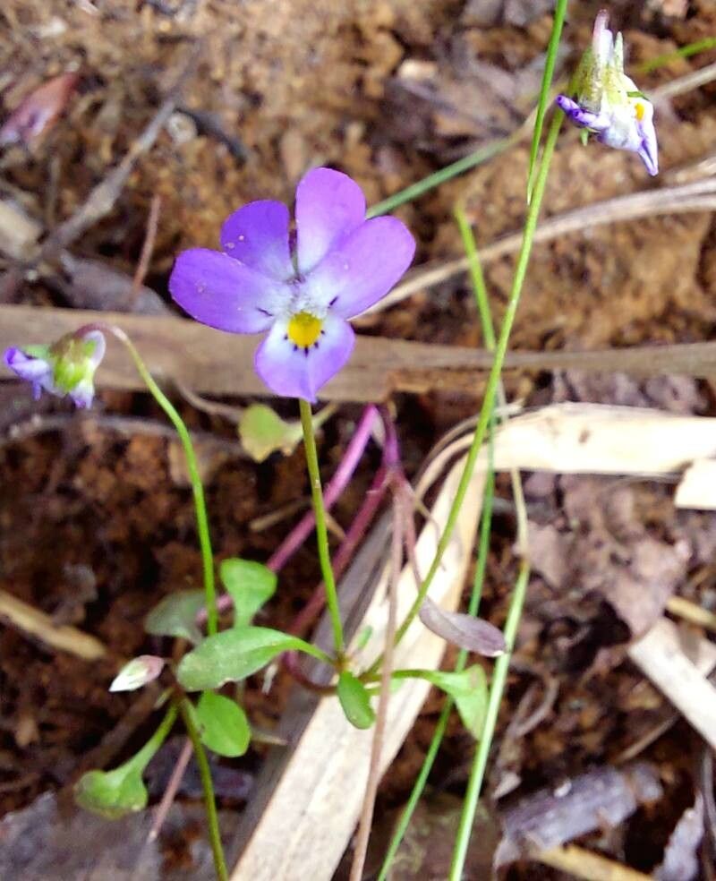 Viola heldreichiana habit