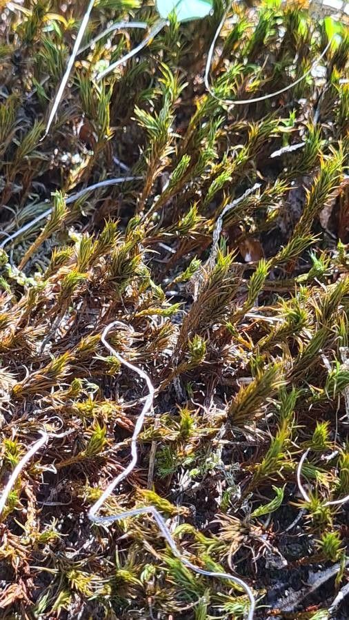 Distichlis littoralis leaf