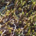 Monanthochloe littoralis