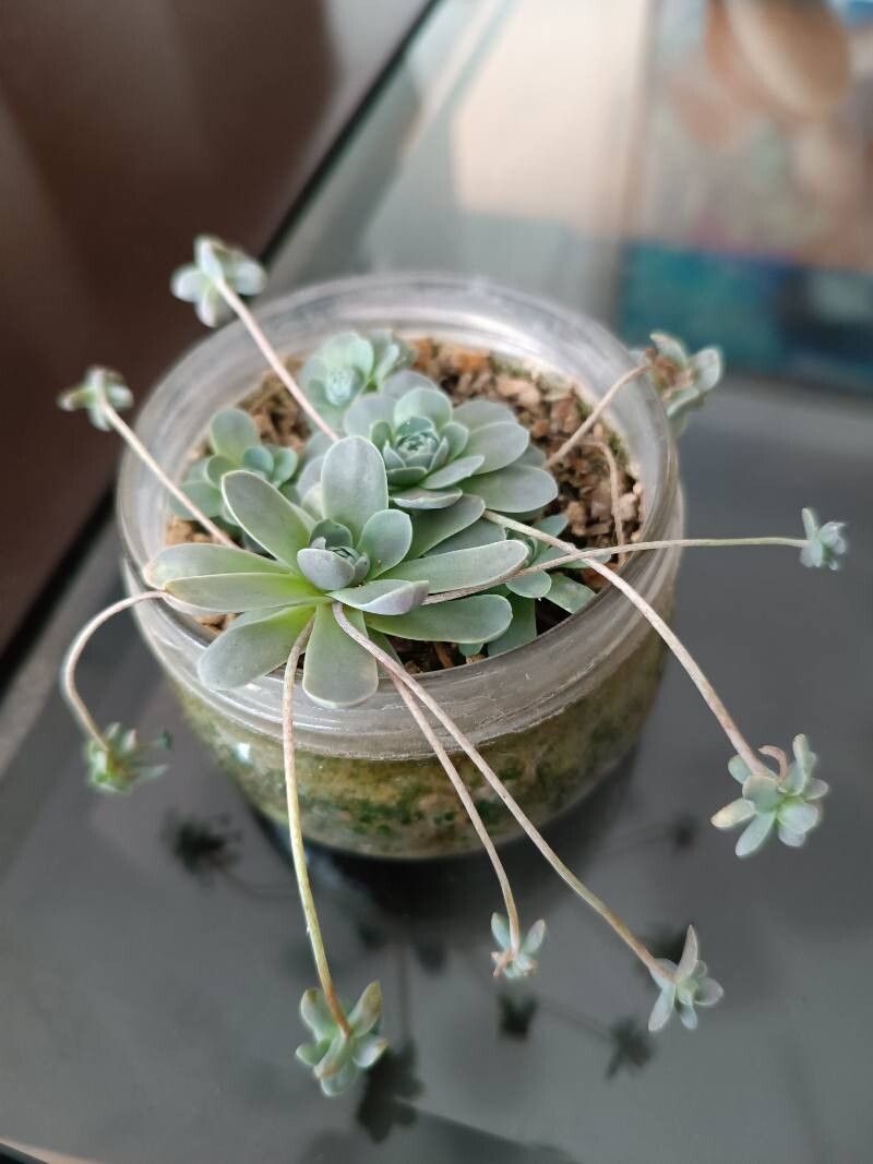 Orostachys boehmeri — related species from the same genus