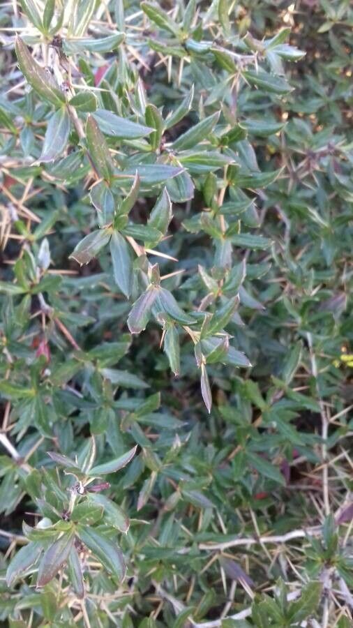 Berberis gagnepainii — search result for 'Berberidaceae'