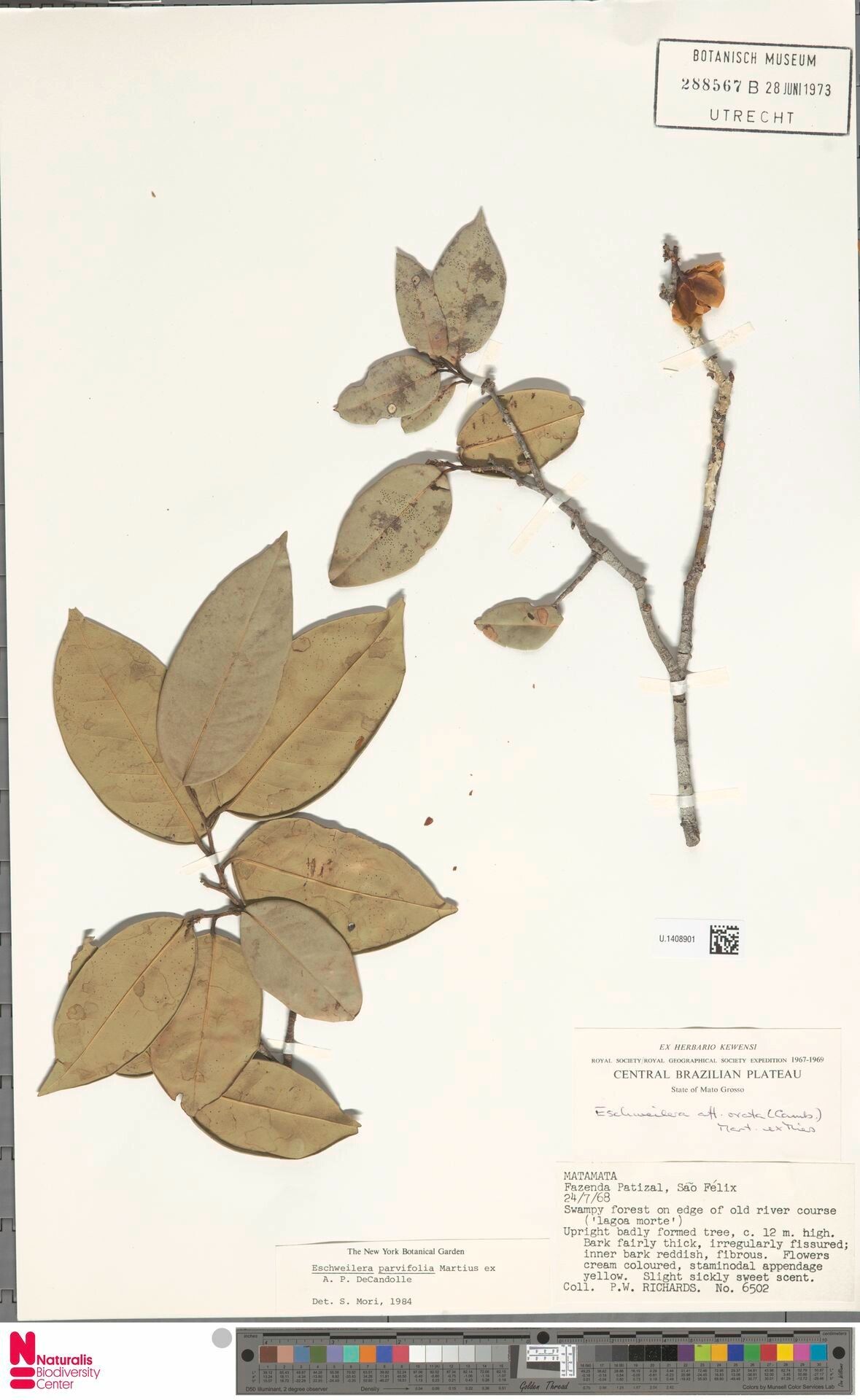 Eschweilera parvifolia fruit