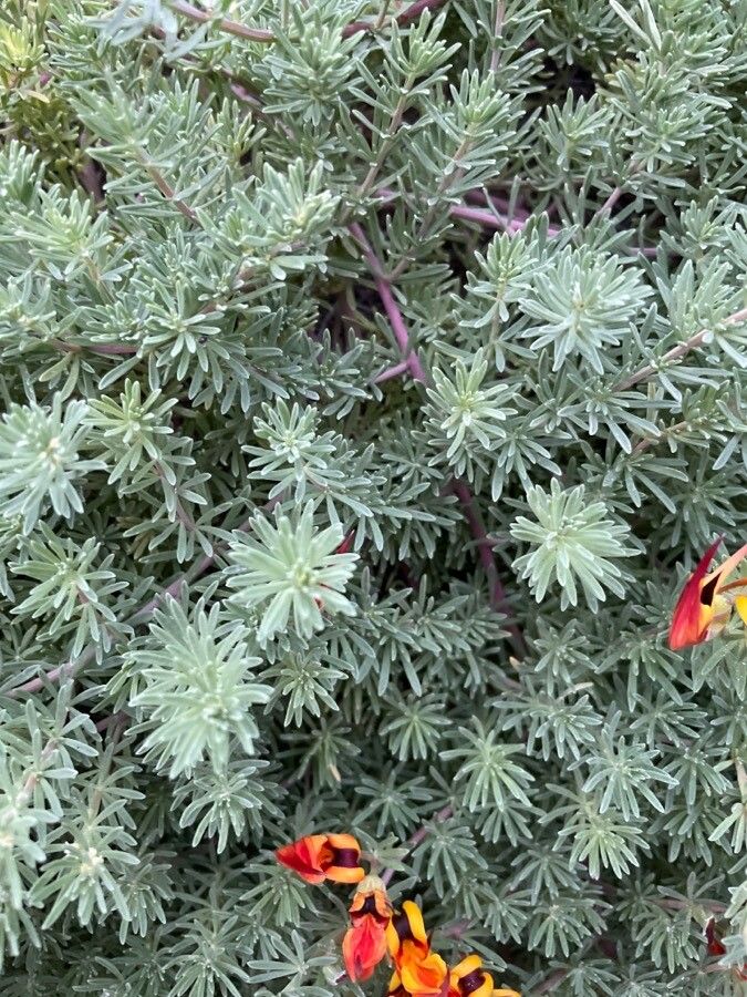 Lotus maculatus leaf