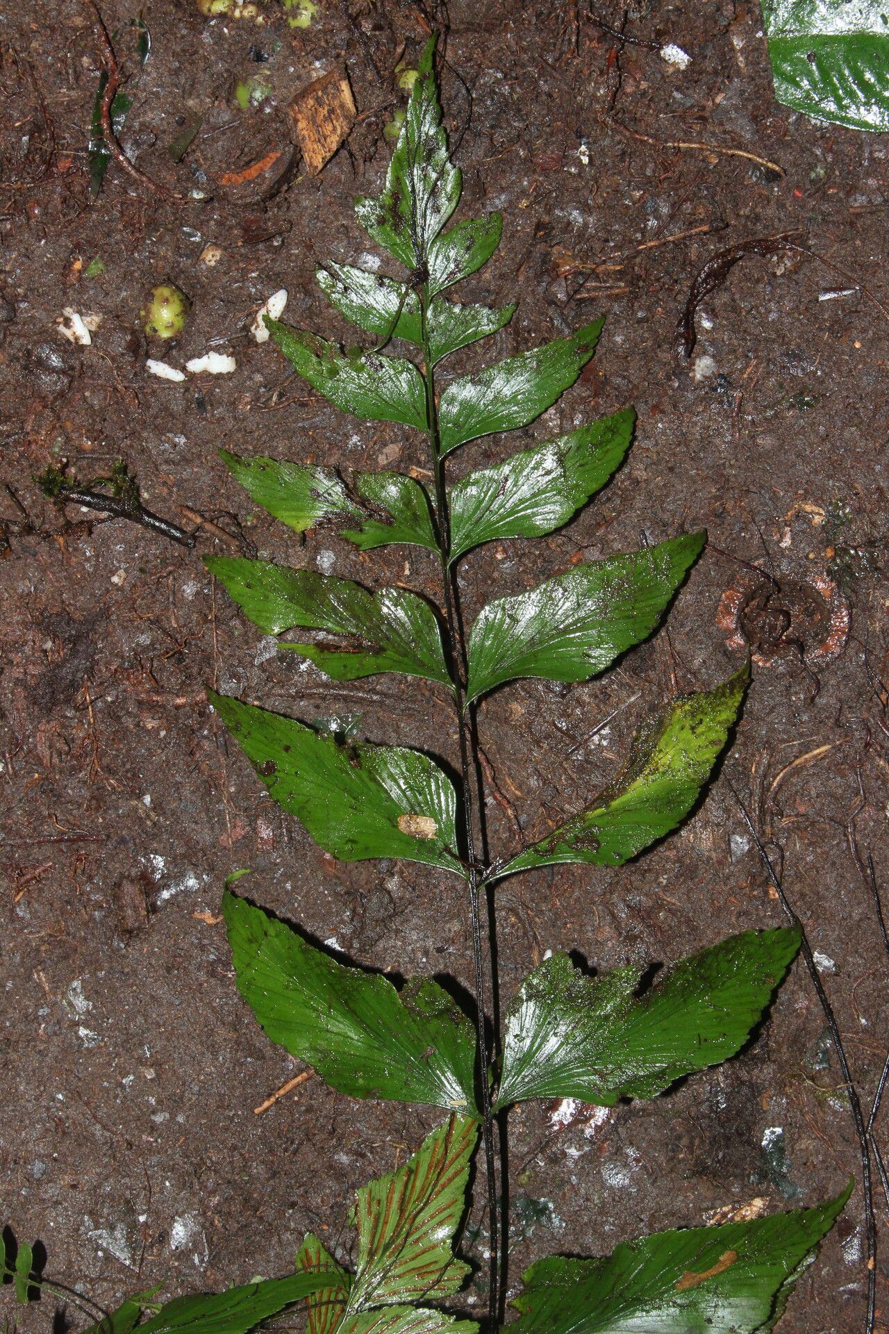 Asplenium gemmascens — houseplant care guide