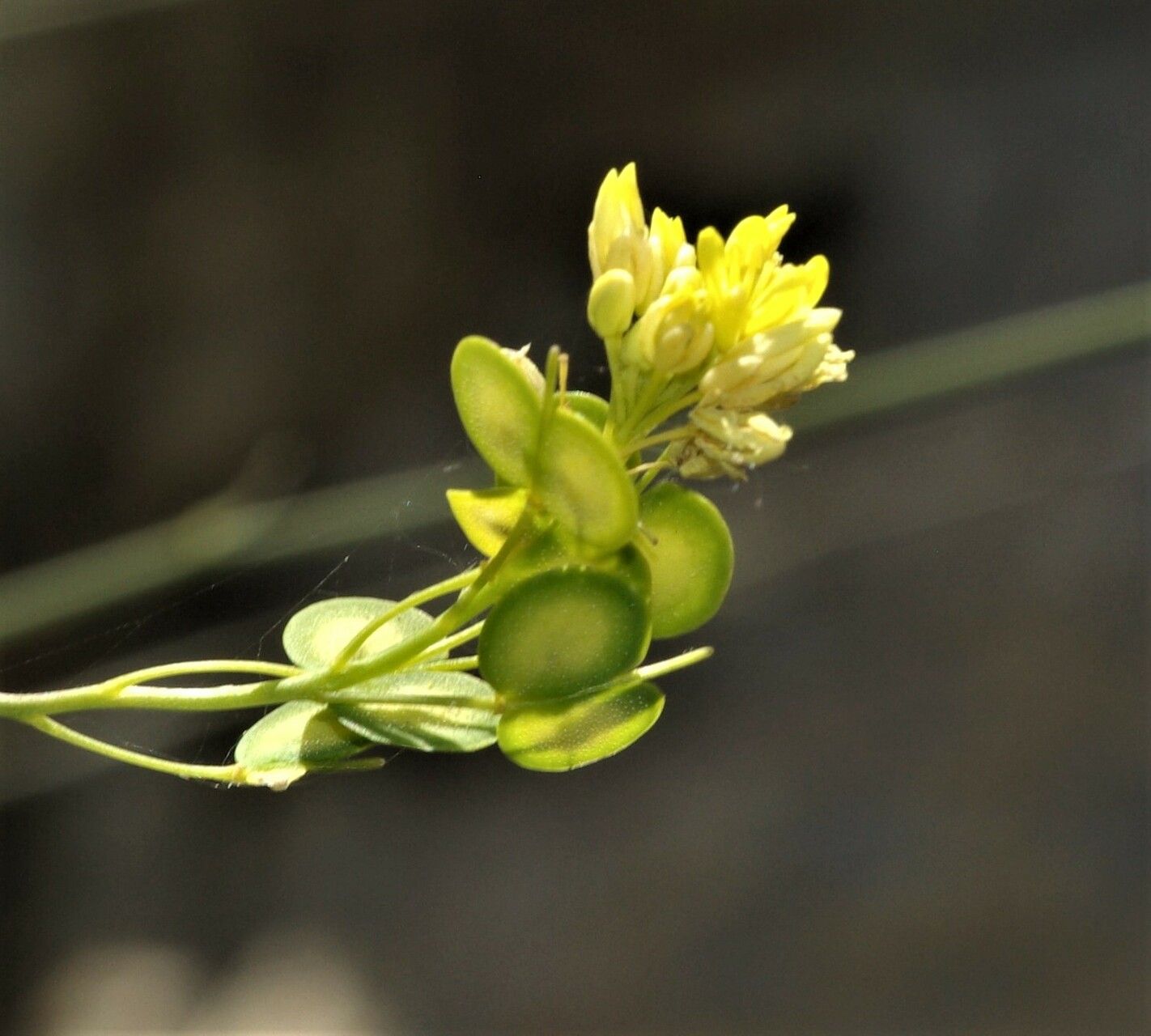 Biscutella valentina fruit