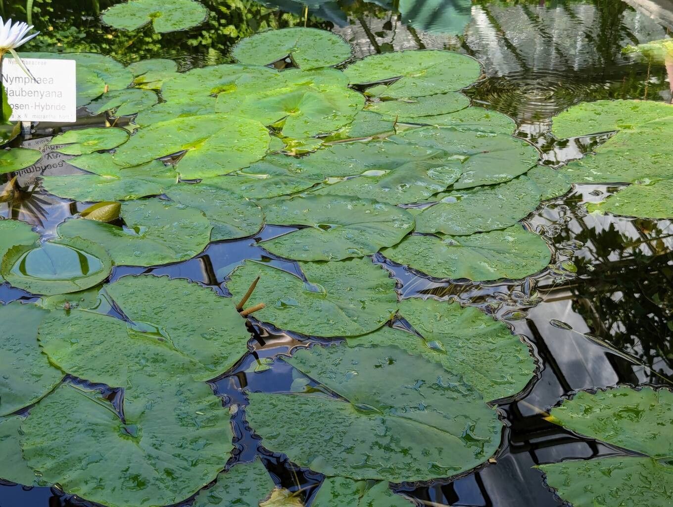 Nymphaea × daubenyana leaf