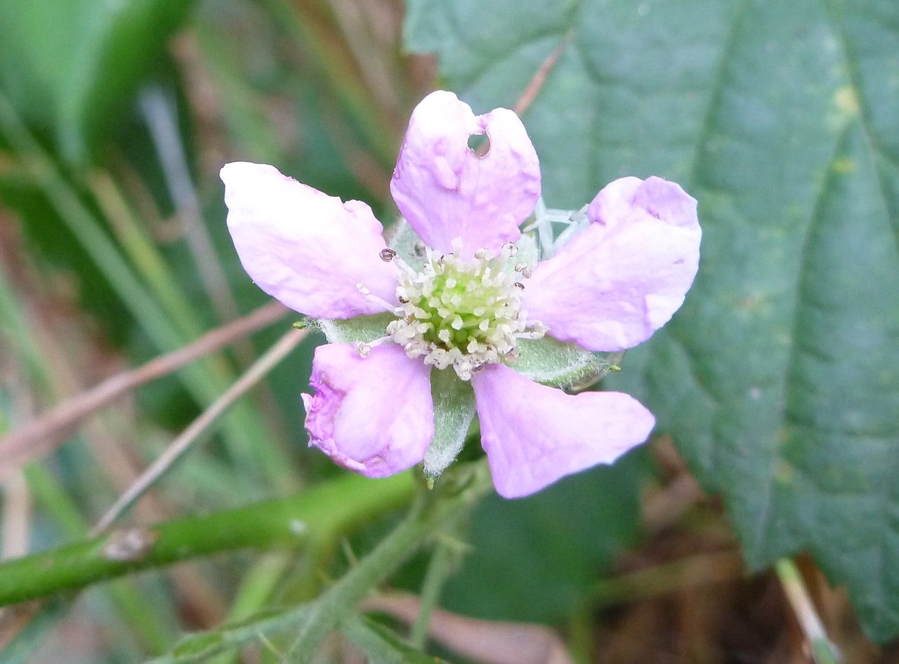 Rubus sprengelii flower