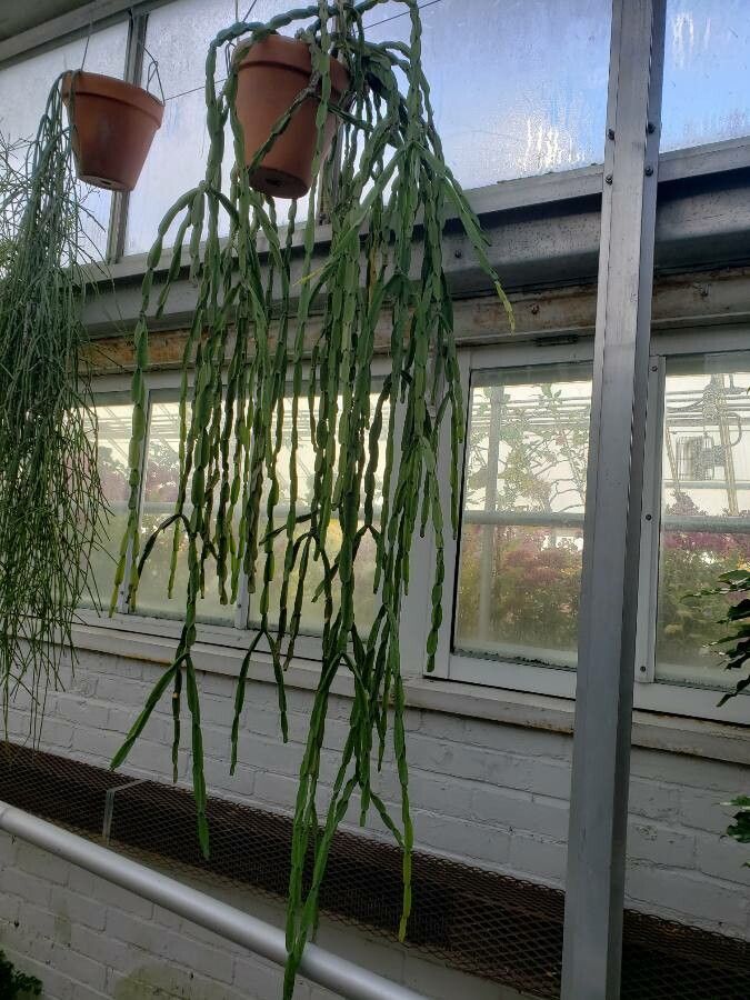 Rhipsalis paradoxa habit