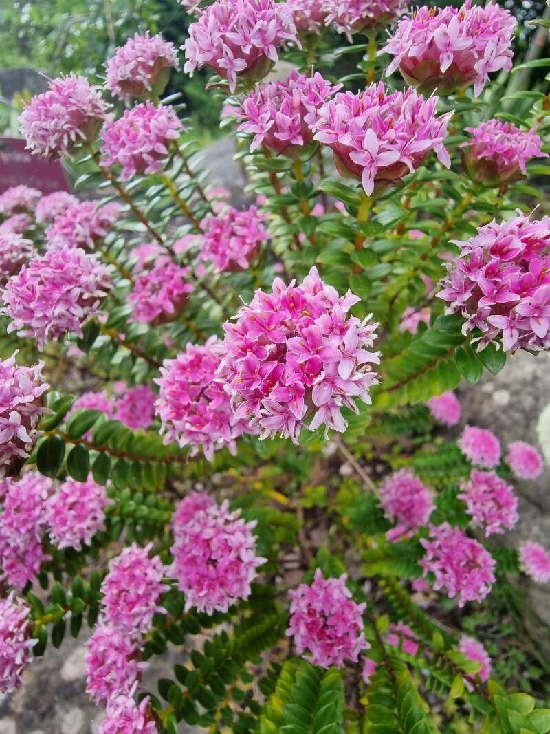 Pimelea rosea flower