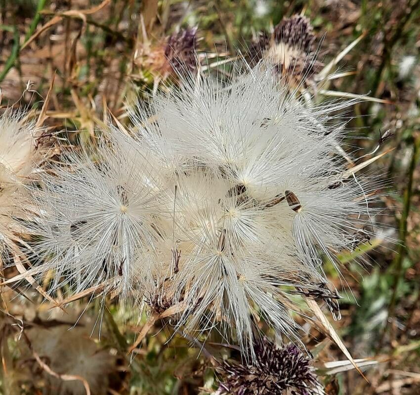 Silybum eburneum fruit
