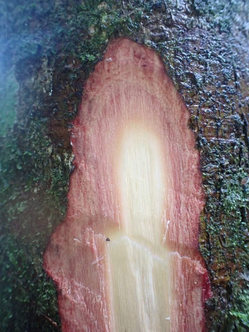 Grewia oligoneura bark