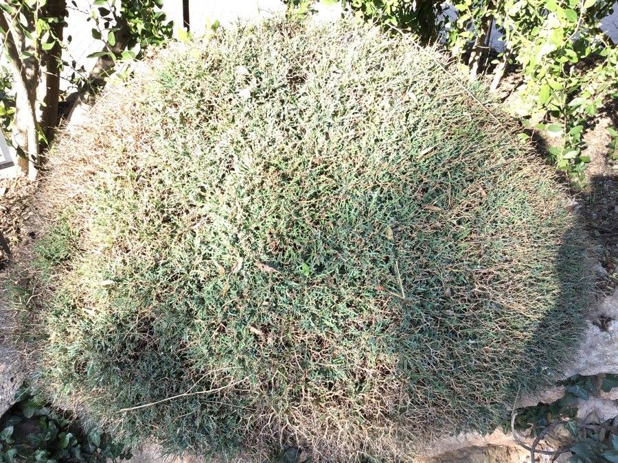 Launaea cervicornis habit