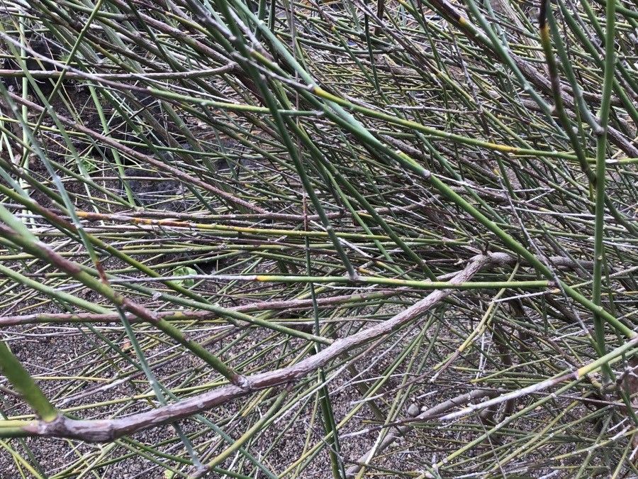 Convolvulus scoparius — search result for 'Convolvulus'