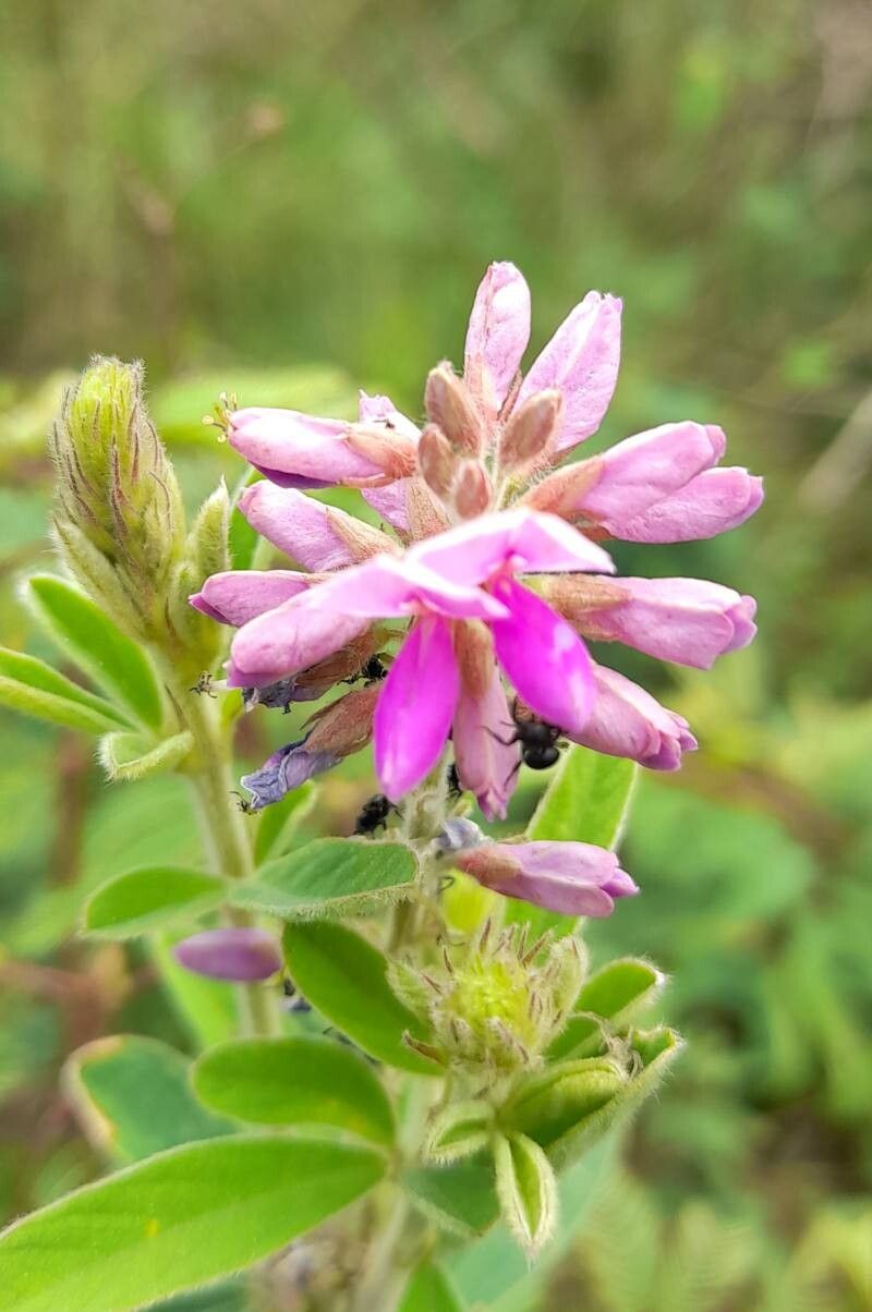 Desmodium cuneatum flower