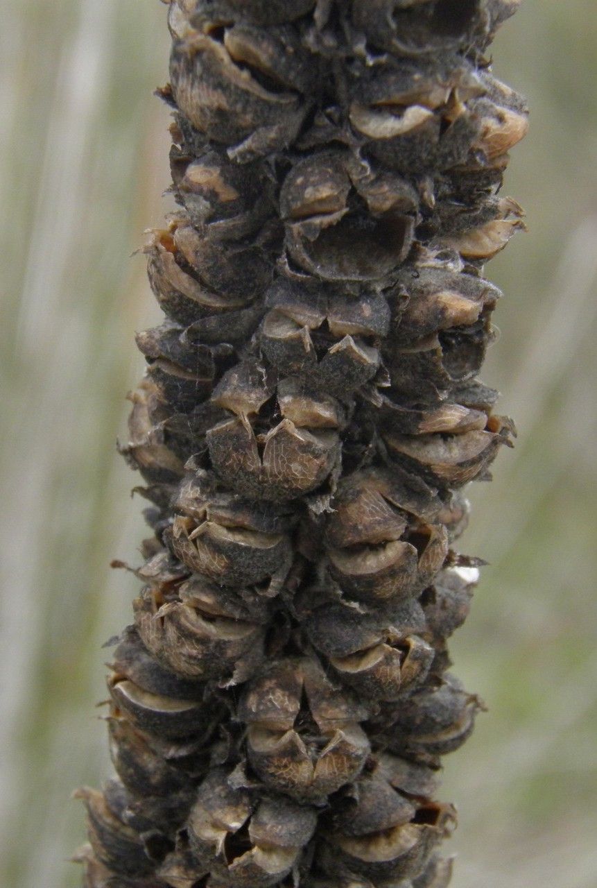 Verbascum giganteum fruit