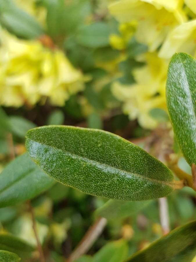 Rhododendron wardii leaf