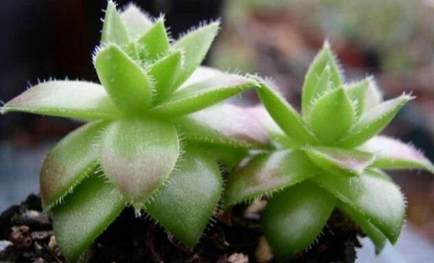 Sempervivum staintonii habit