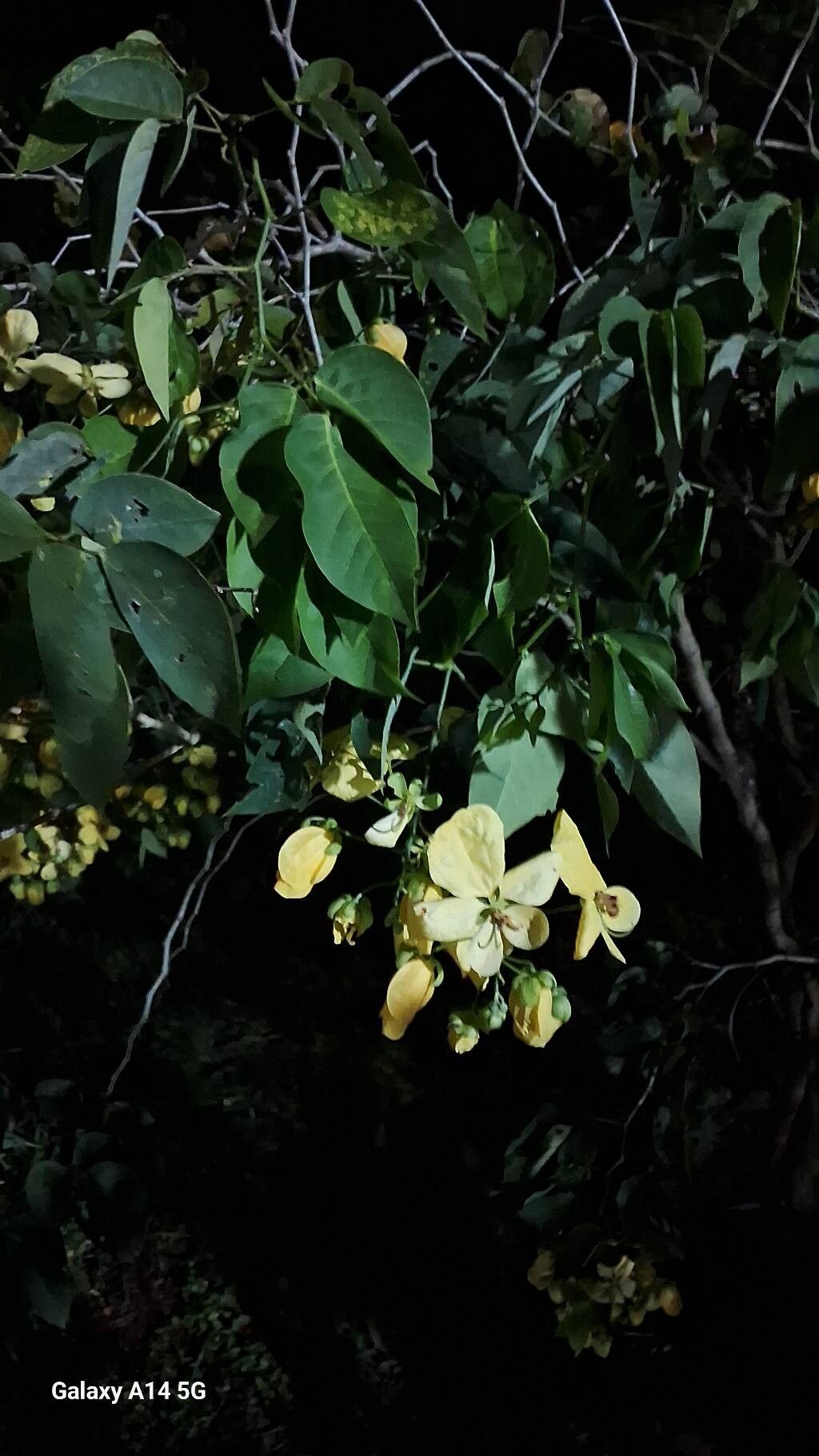 Senna bacillaris leaf