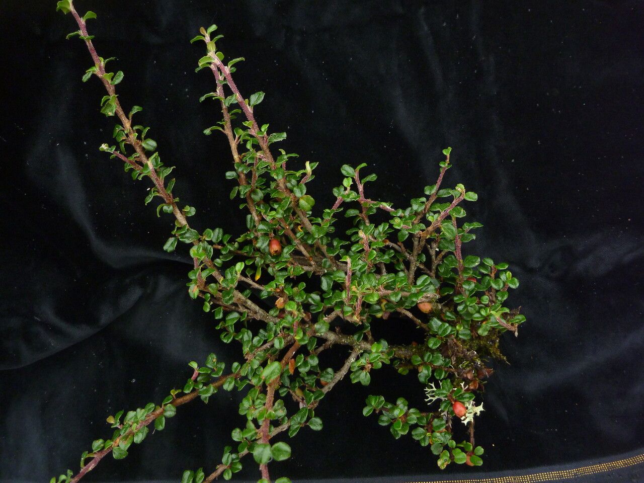 Cotoneaster verruculosus habit